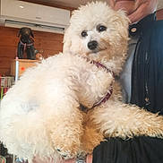 Aston a rejoint le concours — aidez-le/la à gagner de superbes lots ! dog, white_dog, fluffy, pet, person, indoor, wooden_wall, air_conditioner, statue, collar, holding, curious, cozy, jacket, fur, watching, room, leash, accessory, portrait