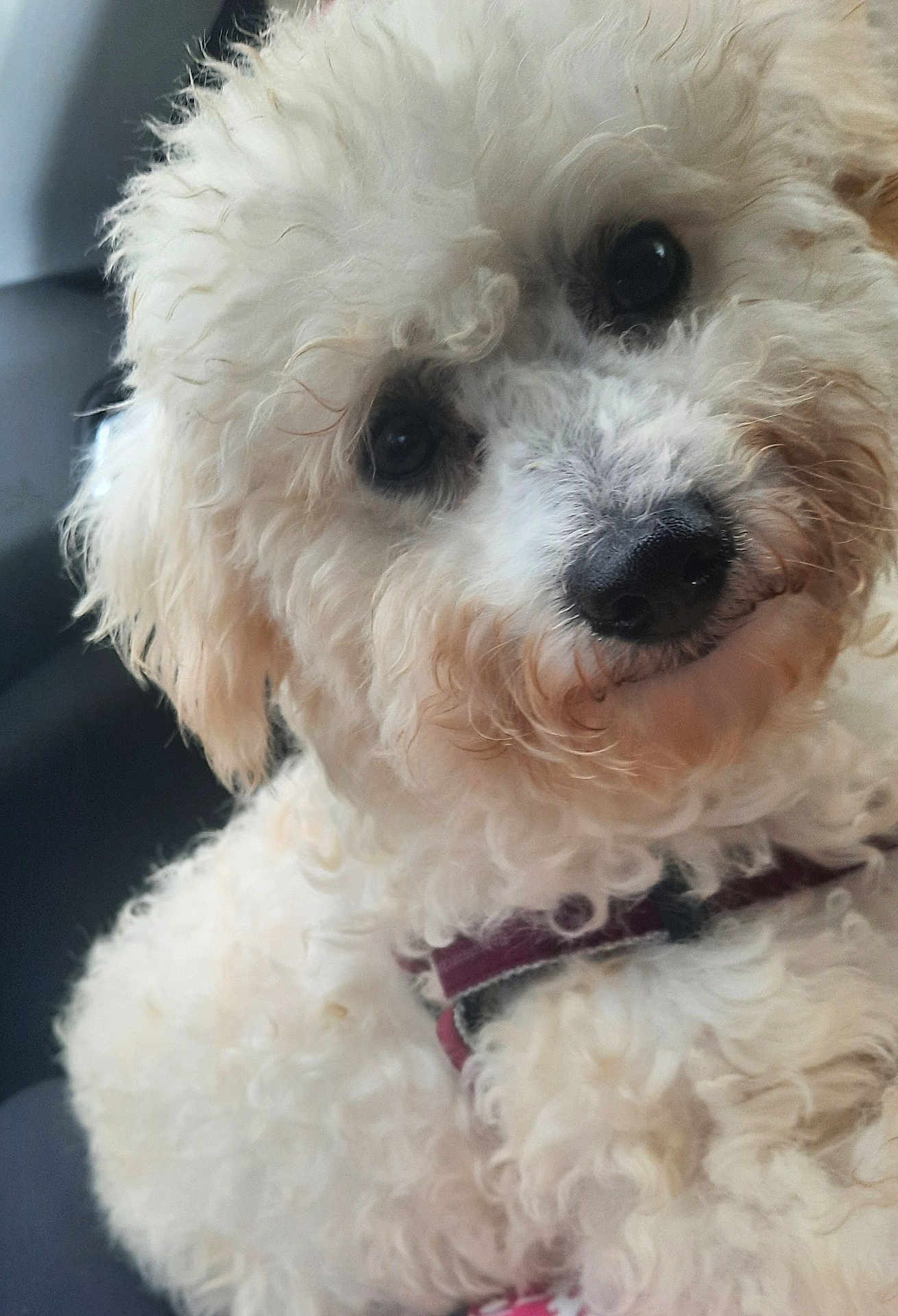 Aston a rejoint le concours — aidez-le/la à gagner de superbes lots ! dog, white_dog, curly_fur, pet, close_up, cute, fluffy, animal, collar, indoor, portrait, face, fur, canine, companion, domestic_animal, friendly, sitting, looking, black_nose