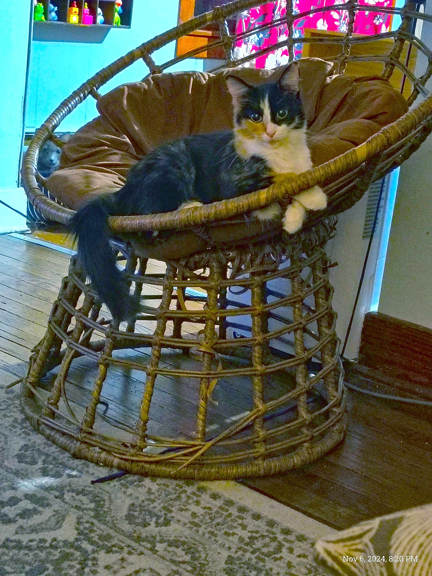 Moxie