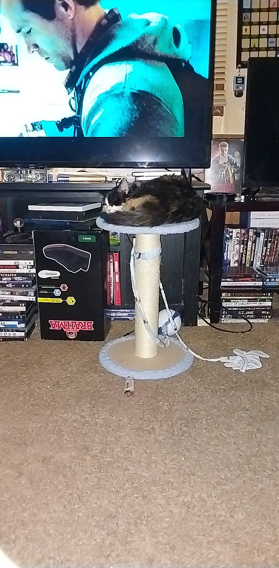 Moxie is registered to the contest to win money with this photo: animal, cat, computerhardware, desk, drum, electronics, entertainmentcenter, face, furniture, hardware, head, monitor, musicalinstrument, person, pet, photoframe, screen, speaker, table, tv