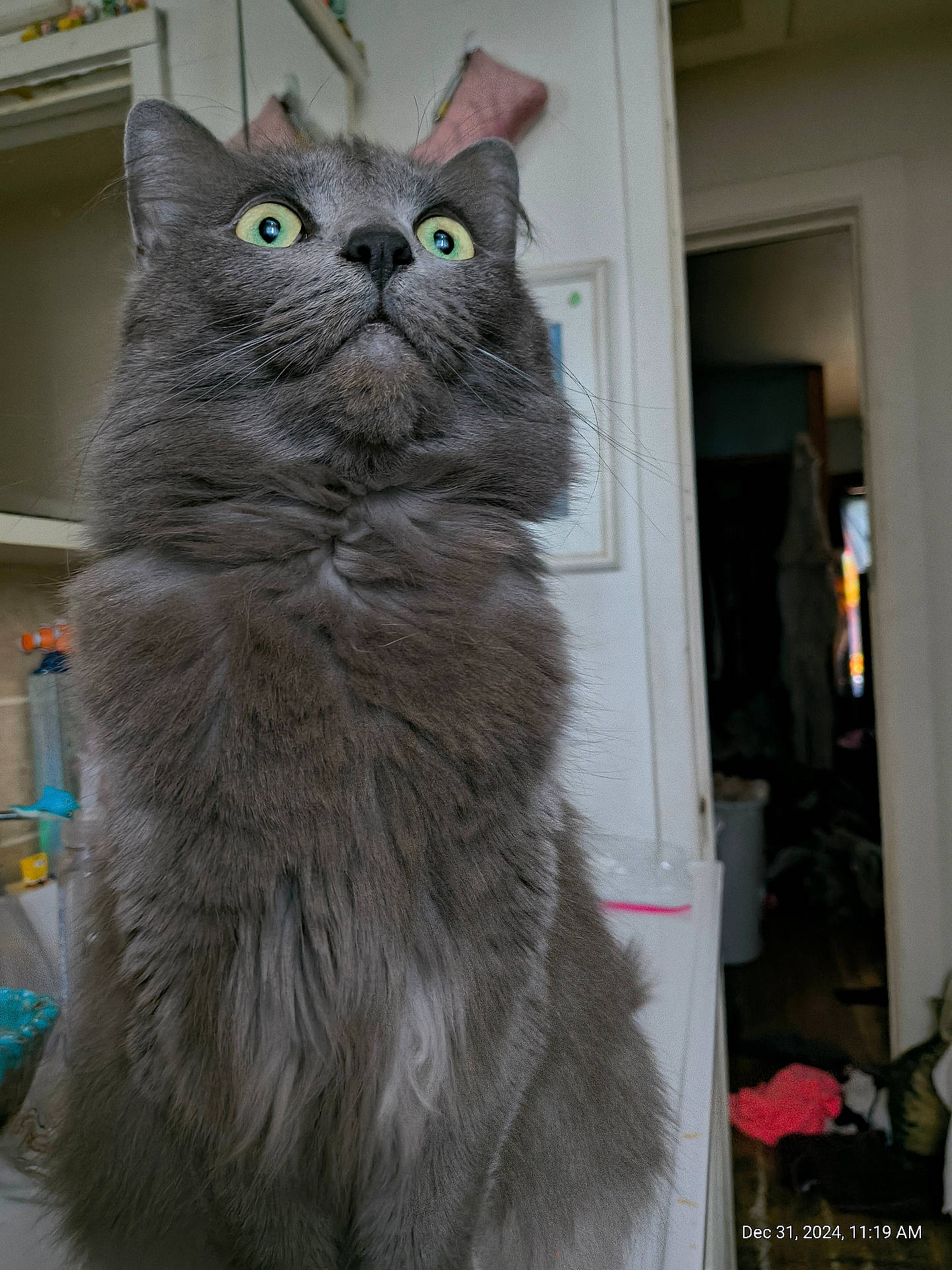 Luna joined the competition — help win amazing prizes! abyssinian, angora, animal, architecture, blackcat, building, cat, closet, cupboard, furniture, hardwood, homedecor, indoors, kitten, linen, livingroom, manx, pet, shelf, wood