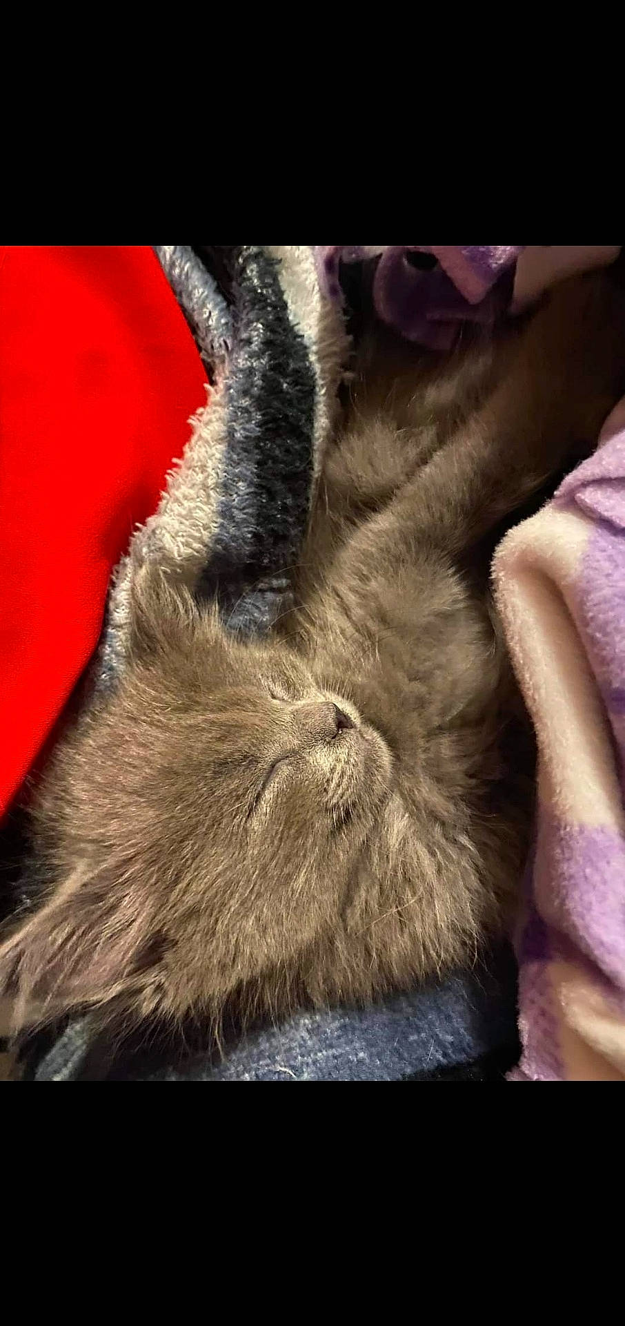 Luna joined the competition — help win amazing prizes! animal, blanket, canine, cat, couch, cushion, dog, face, furniture, head, indoors, interiordesign, kitten, person, pet, photography, portrait, puppy, rabbit, sleeping