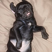 Pepper is registered to the contest to win money with this photo: puppy, dog, sleeping, black_fur, tongue_out, cute, pet, animal, canine, resting, lying_down, fur, small, adorable, blanket, cozy, nap, domestic_animal, young, peaceful