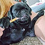 Pepper is registered to the contest to win money with this photo: dog, puppy, black_dog, pug, pet, sleepy, chew_stick, carpet, indoor, animal, cute, small_dog, canine, bed, resting, human_hand, close_up, domestic, companion, relaxed