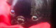 Pepper joined the competition — help win amazing prizes! dog, black_dog, blanket, red_blanket, close_up, pet, animal, furry, resting, indoor, blurred, soft_focus, cute, companion, face, nostrils, ears, snout, lying_down, cozy