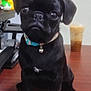 Pepper joined the competition — help win amazing prizes! dog, puppy, black_dog, pug, pet, collar, bell, table, rubber_duck, toy, indoors, drink, iced_coffee, wooden_surface, curious, cute, small, animal, sitting, face