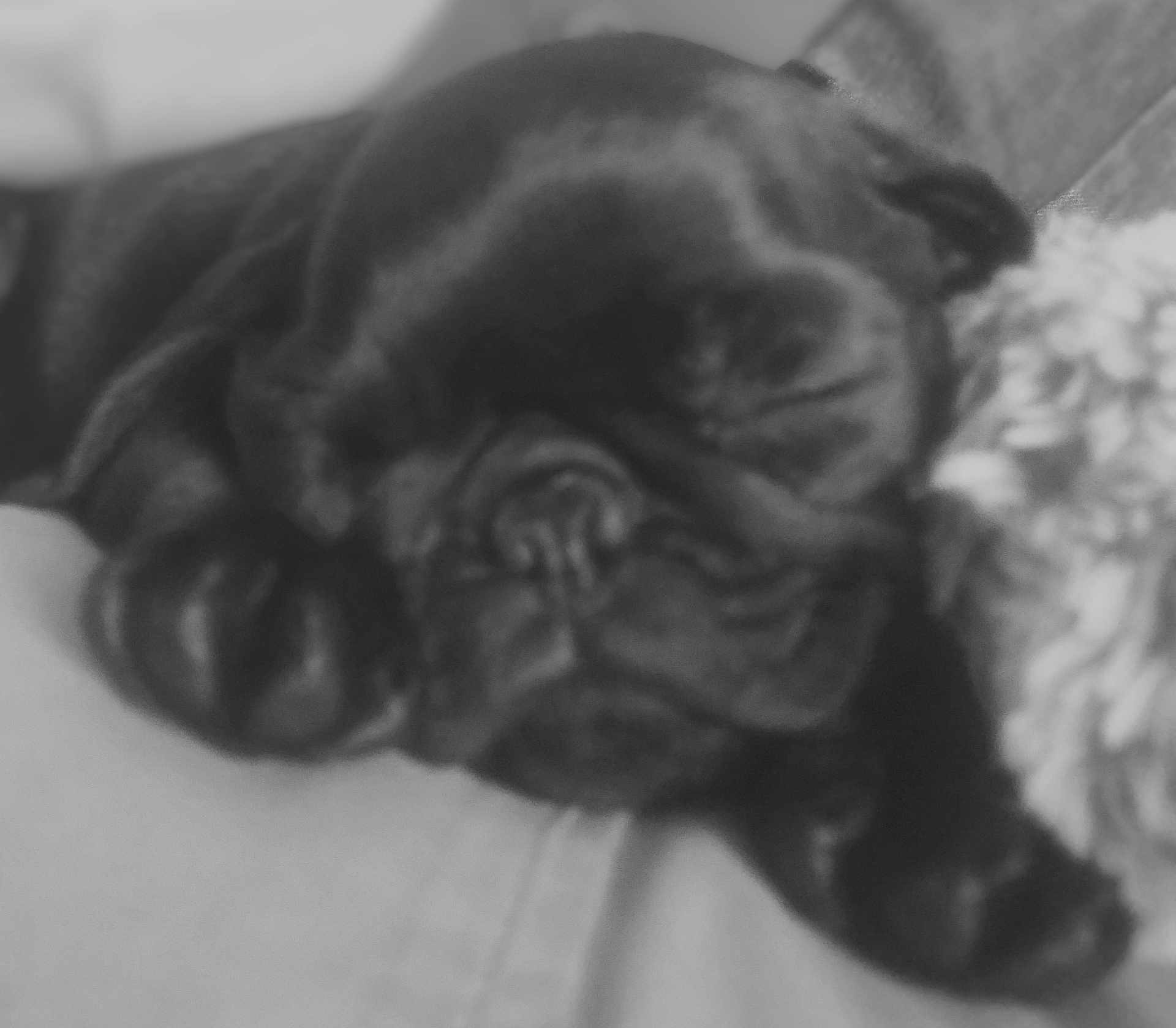 Pepper