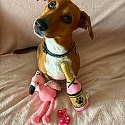 Cookie participe au concours pour gagner de l'argent avec cette photo : dog, pet, toy, plush_toy, flamingo, champagne_bottle_toy, number_candle, pink, brown_dog, collar, cute, celebration, indoor, blanket, soft_texture, animal, looking_up, playful, birthday, portrait