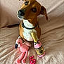 dog, pet, toy, plush_toy, flamingo, champagne_bottle_toy, number_candle, pink, brown_dog, collar, cute, celebration, indoor, blanket, soft_texture, animal, looking_up, playful, birthday, portrait