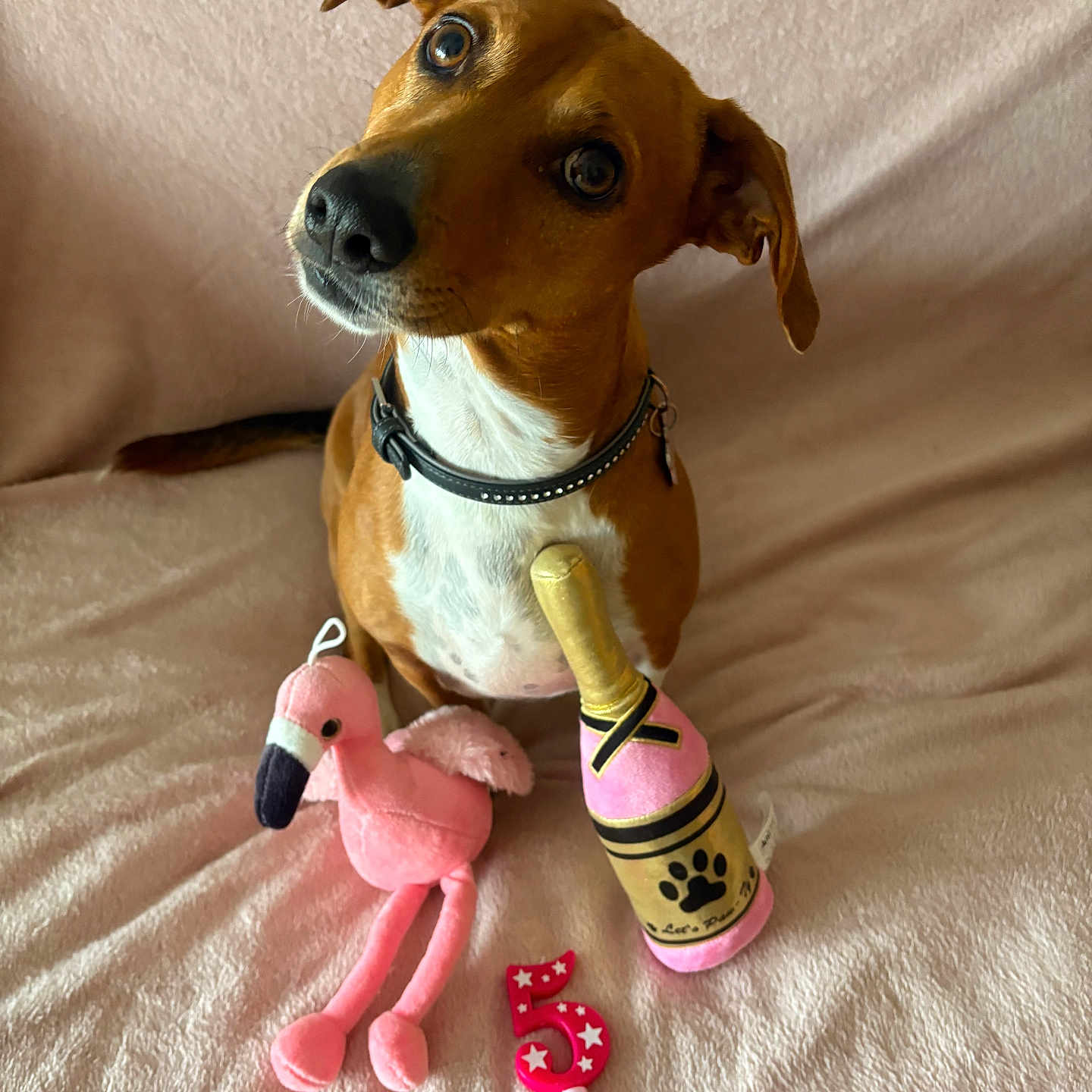 Cookie participe au concours pour gagner de l'argent avec cette photo : animal, birthday, blanket, brown_dog, celebration, champagne_bottle_toy, collar, cute, dog, flamingo, indoor, looking_up, number_candle, pet, pink, playful, plush_toy, portrait, soft_texture, toy