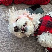 Valentina is registered to the contest to win money with this photo: dog, small_dog, white_fur, smile, teeth, nose, tongue, plaid_clothing, blanket, smartphone, sofa, lying_down, close_up, pet, indoor, cozy, fur, paw, happy, bedspread