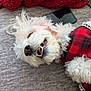 dog, small_dog, white_fur, smile, teeth, nose, tongue, plaid_clothing, blanket, smartphone, sofa, lying_down, close_up, pet, indoor, cozy, fur, paw, happy, bedspread