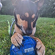 Guccy participe au concours pour gagner de l'argent avec cette photo : dog, ball, grass, outdoor, sunlight, paw, playing, pet, animal, nature, sunflare, closeup, black_and_tan, focus, leash, snout, claws, daylight, greenery, toy