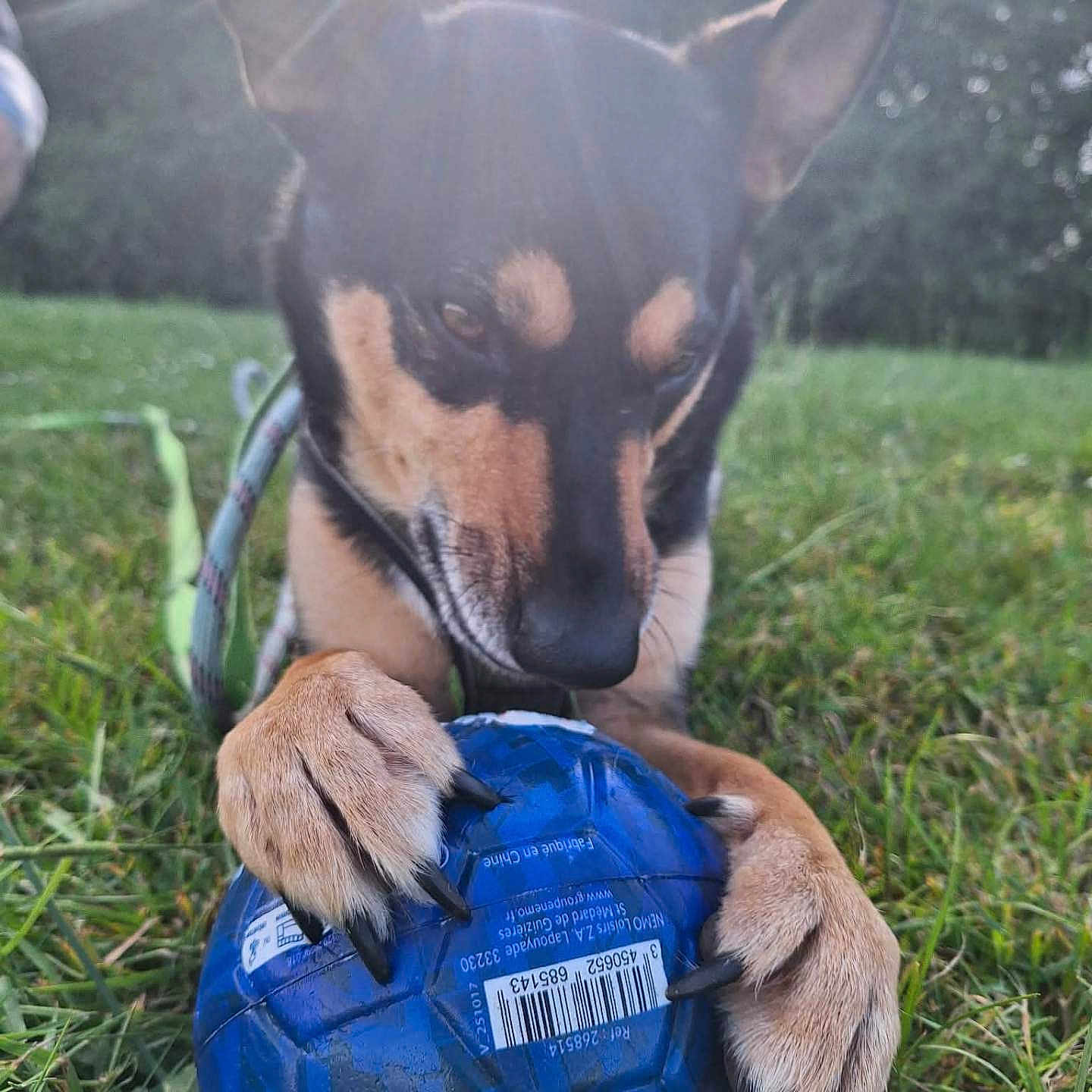 Guccy participe au concours pour gagner de l'argent avec cette photo : dog, ball, grass, outdoor, sunlight, paw, playing, pet, animal, nature, sunflare, closeup, black_and_tan, focus, leash, snout, claws, daylight, greenery, toy