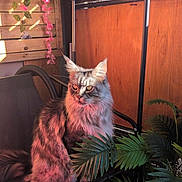 Romulus participe au concours pour gagner de l'argent avec cette photo : animal, cat, chair, cozy, decor, domestic, feline, fluffy, furniture, greenery, indoor, leaf, pet, pink_light, plant, portrait, relaxed, sitting, sunlight, wood