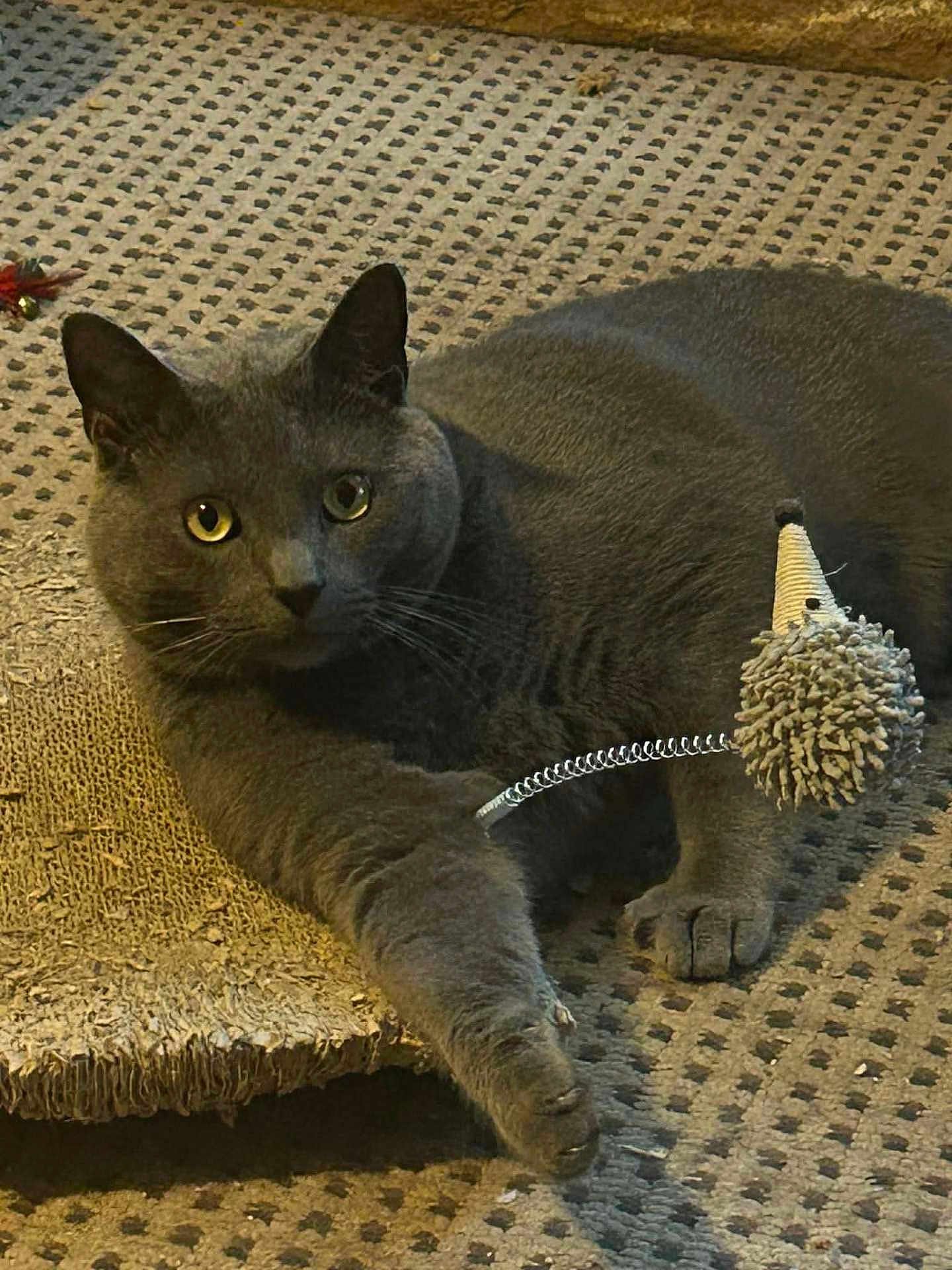 Bodhi joined the competition — help win amazing prizes! cat, gray_cat, pet, animal, toy, mouse_toy, spring, mat, texture, paw, whiskers, indoor, curious, relaxed, feline, fur, playful, closeup, looking, resting