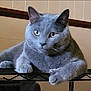 cat, gray_cat, indoor, feline, pet, relaxed, lounging, metal_shelf, animal, whiskers, ears, paws, close_up, household, domestic_animal, fur, cute, portrait, looking, resting