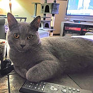 Bodhi joined the competition — help win amazing prizes! cat, gray_cat, pet, animal, indoor, living_room, remote_control, table, furniture, cat_tree, window, television, cozy, relaxed, fur, whiskers, ears, eyes, curious, domestic_cat