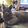 cat, gray_cat, pet, animal, indoor, living_room, remote_control, table, furniture, cat_tree, window, television, cozy, relaxed, fur, whiskers, ears, eyes, curious, domestic_cat