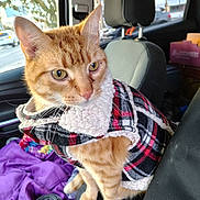 Race Bannon is registered to the contest to win money with this photo: cat, orange_tabby, pet, animal, jacket, plaid, sherpa, clothing, car, vehicle, passenger_seat, portrait, whiskers, ears, eyes, sitting, indoor, road_trip, coffee_cup, blanket