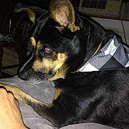 Puppers joined the competition — help win amazing prizes! dog, pet, black_and_tan, bandana, resting, paw, hand, blanket, indoor, furniture, air_conditioner, close_up, calm, animal, canine, companion, domestic, cute, portrait, side_view