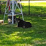 dog, grass, yard, fence, metal_structure, outdoor, pet, animal, canine, daytime, sunlight, shadow, greenery, relaxed, lawn, backyard, nature, resting, domestic_animal, quiet