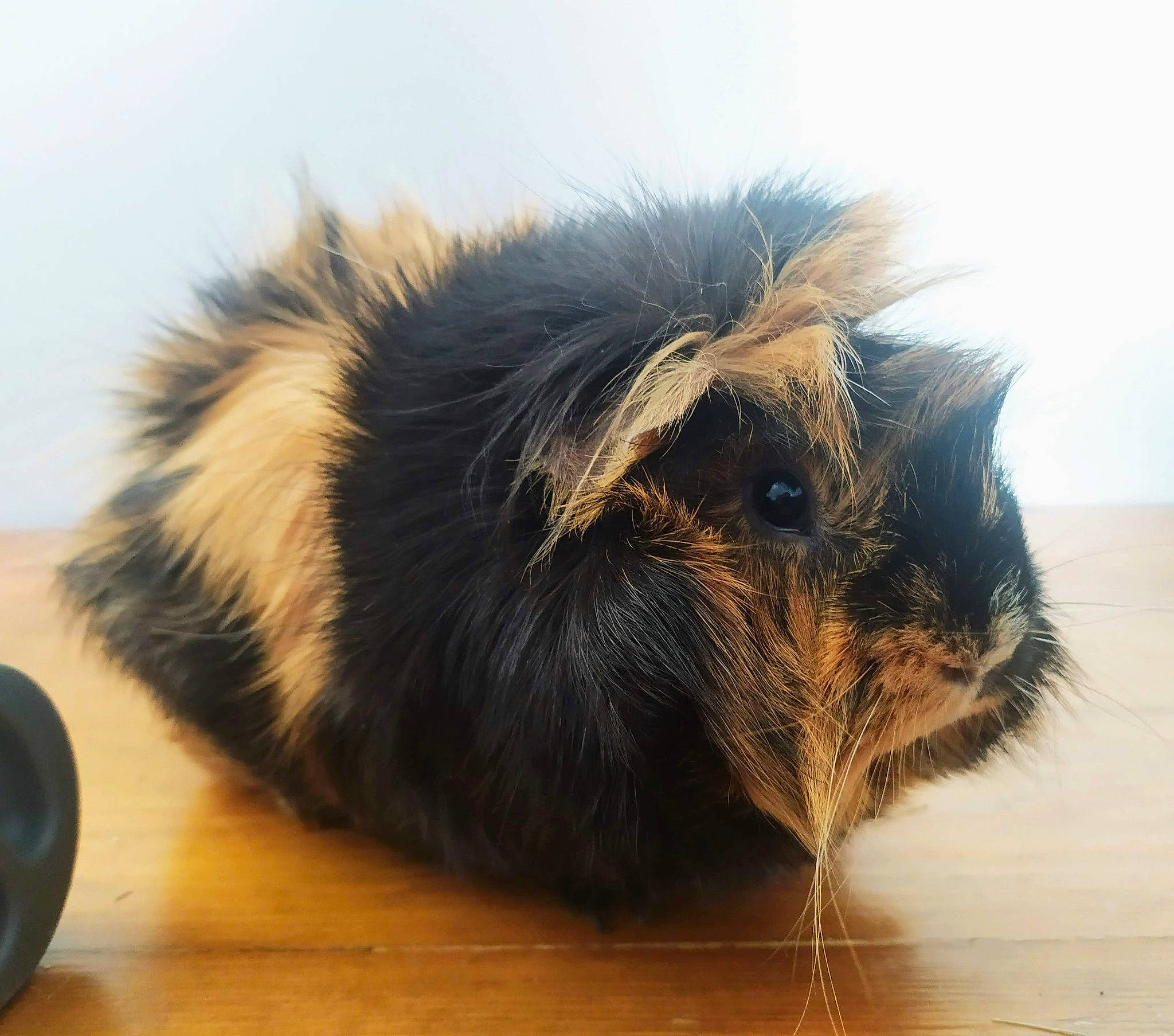 Boulette a rejoint le concours — aidez-le/la à gagner de superbes lots ! fur, guinea_pig, rodent