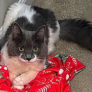 Camry joined the competition — help win amazing prizes! cat, animal, pet, fluffy, gray, white, yellow_eyes, carpet, fabric, red, green, patterned, indoor, cute, fur, relaxed, looking_at_camera, domestic, whiskers, tail