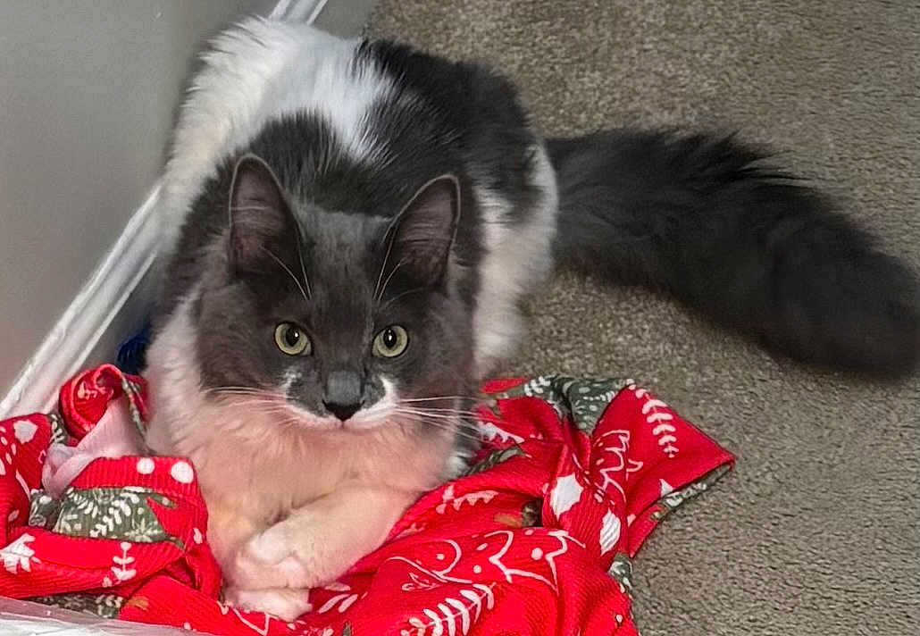 Camry joined the competition — help win amazing prizes! cat, animal, pet, fluffy, gray, white, yellow_eyes, carpet, fabric, red, green, patterned, indoor, cute, fur, relaxed, looking_at_camera, domestic, whiskers, tail