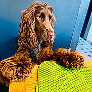 Pirate a rejoint le concours — aidez-le/la à gagner de superbes lots ! dog, brown_dog, long_fur, wavy_fur, paws, wooden_table, green_mat, indoor, wall, thoughtful, pet, animal, domestic_animal, portrait, sitting, furniture, closeup, companion, cute, calm