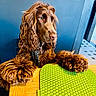 dog, brown_dog, long_fur, wavy_fur, paws, wooden_table, green_mat, indoor, wall, thoughtful, pet, animal, domestic_animal, portrait, sitting, furniture, closeup, companion, cute, calm