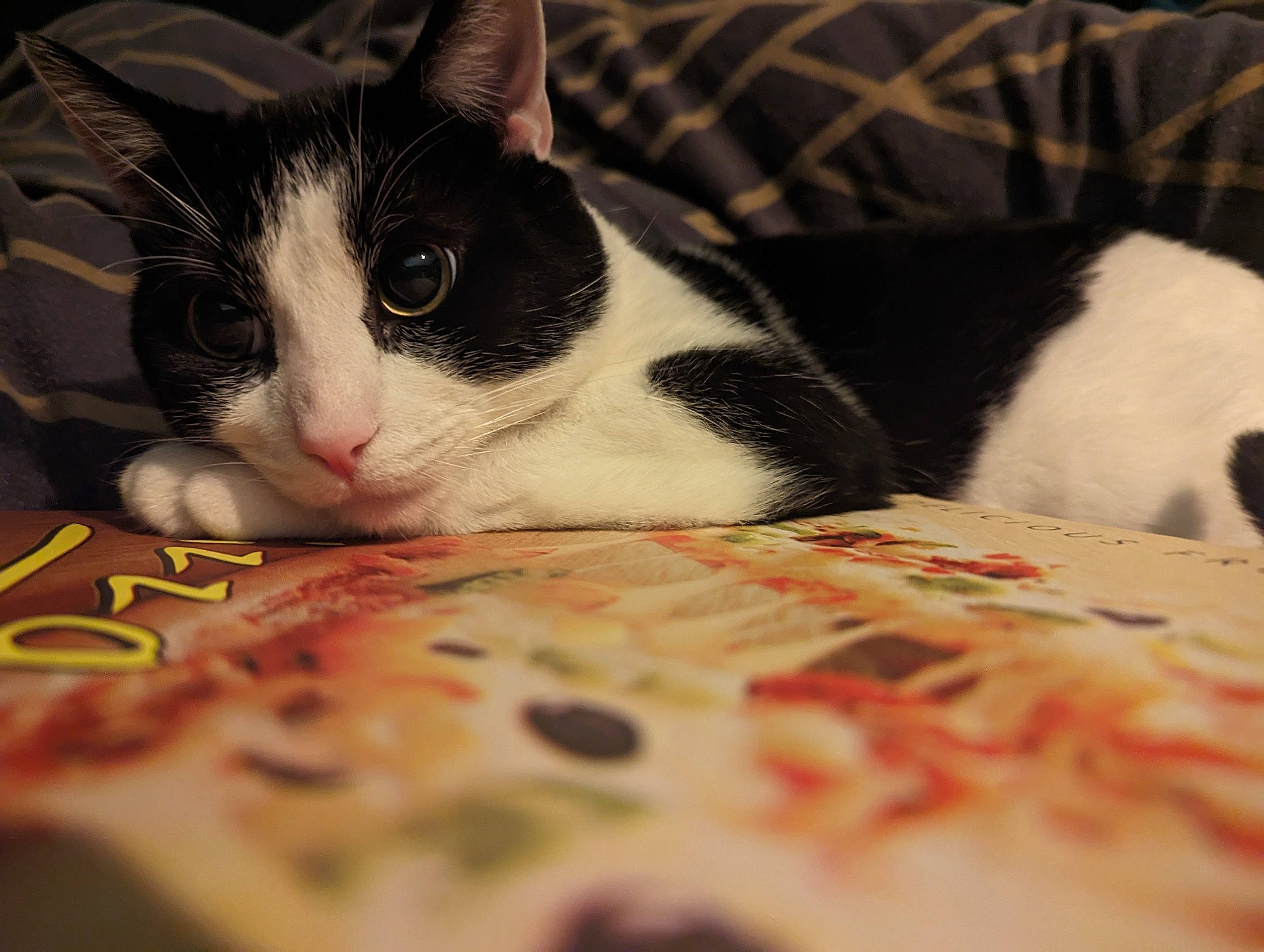 Biscuits is registered to the contest to win money with this photo: carmine, carnivore, cat, claw, cloud, comfort, comfort_food, domestic_short_haired_cat, felidae, fur, human_leg, mammal, nap, paw, publication, sky, small_to_medium_sized_cats, snout, tail, whiskers