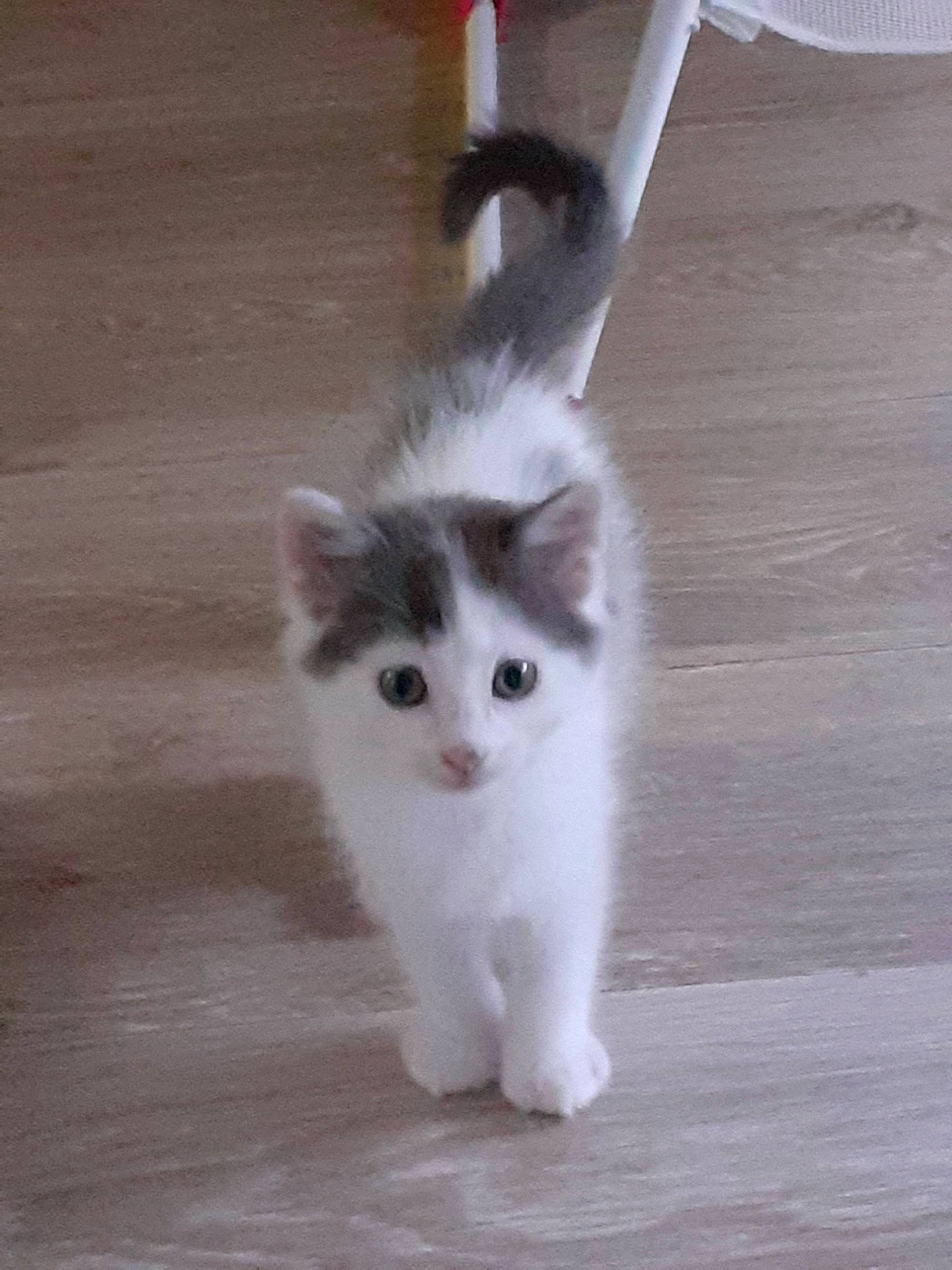 Rango participe au concours pour gagner de l'argent avec cette photo : canidae, carnivore, cat, companion_dog, dog_breed, domestic_short_haired_cat, fawn, felidae, flooring, fur, hardwood, paw, small_to_medium_sized_cats, snout, sporting_group, tail, terrestrial_animal, whiskers, wood