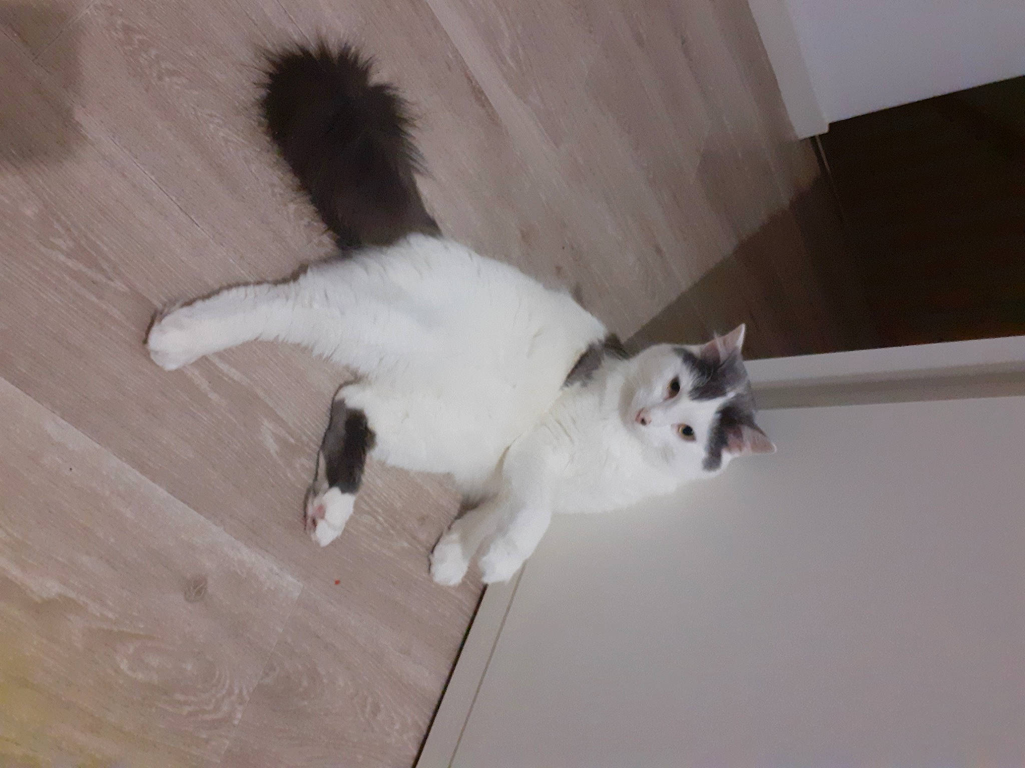 Rango participe au concours pour gagner de l'argent avec cette photo : balinese, canidae, carnivore, cat, claw, companion_dog, domestic_short_haired_cat, eye, fawn, felidae, floor, flooring, fur, hardwood, paw, small_to_medium_sized_cats, snout, tail, whiskers, wood