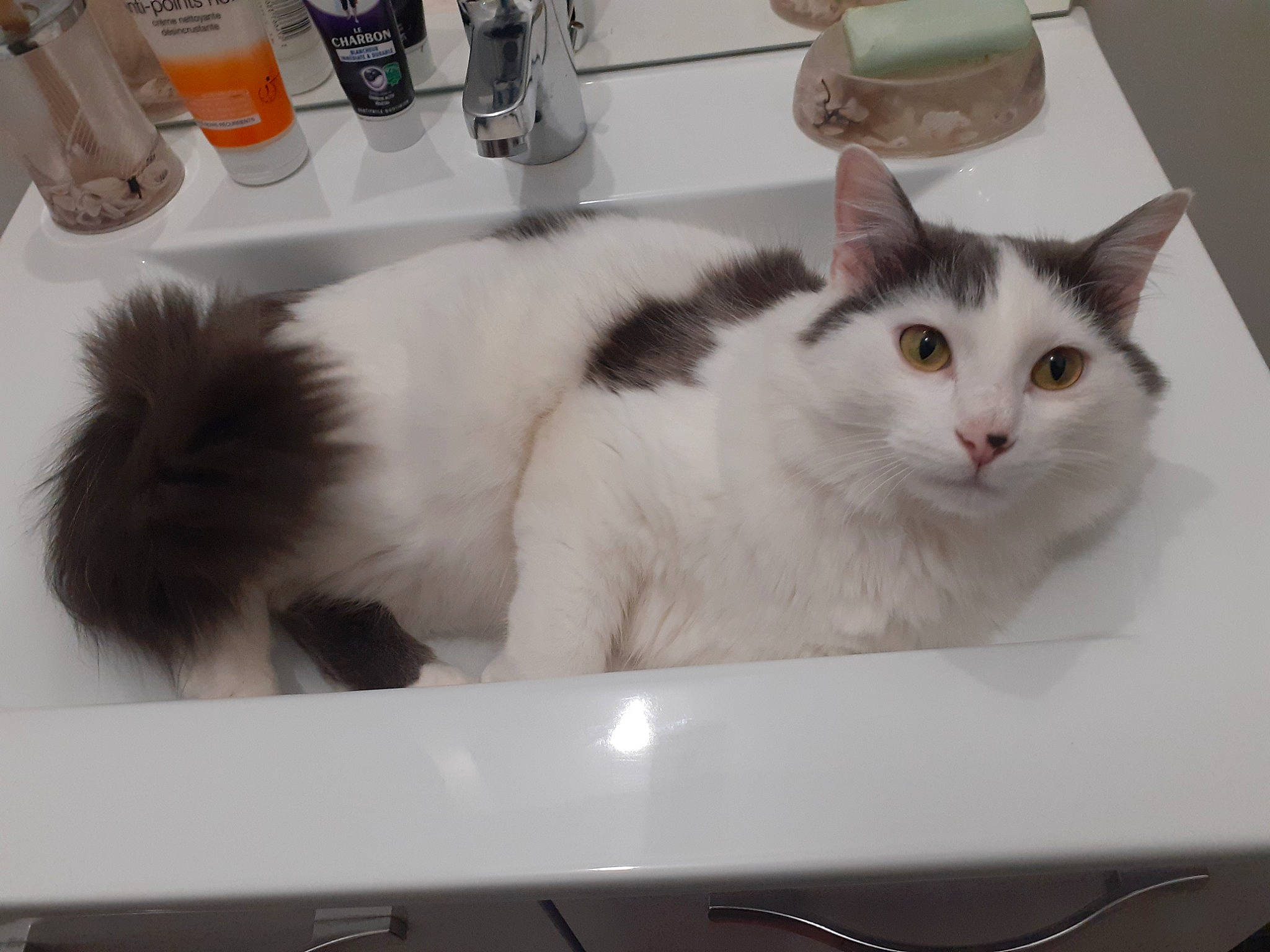 Rango a rejoint le concours — aidez-le/la à gagner de superbes lots ! box, carnivore, cat, comfort, domestic_short_haired_cat, felidae, fur, household_supply, metal, paw, pet_supply, plumbing, plumbing_fixture, rectangle, room, sink, small_to_medium_sized_cats, snout, tail, whiskers