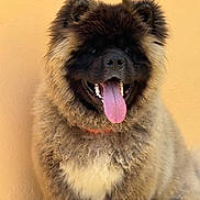 Doc a rejoint le concours — aidez-le/la à gagner de superbes lots ! dog, fluffy, curly_fur, panting, tongue_out, happy, pet, animal, canine, sitting, close_up, brown_fur, black_face, ears, cute, domestic_animal, portrait, fur_texture, outdoor, wall_background
