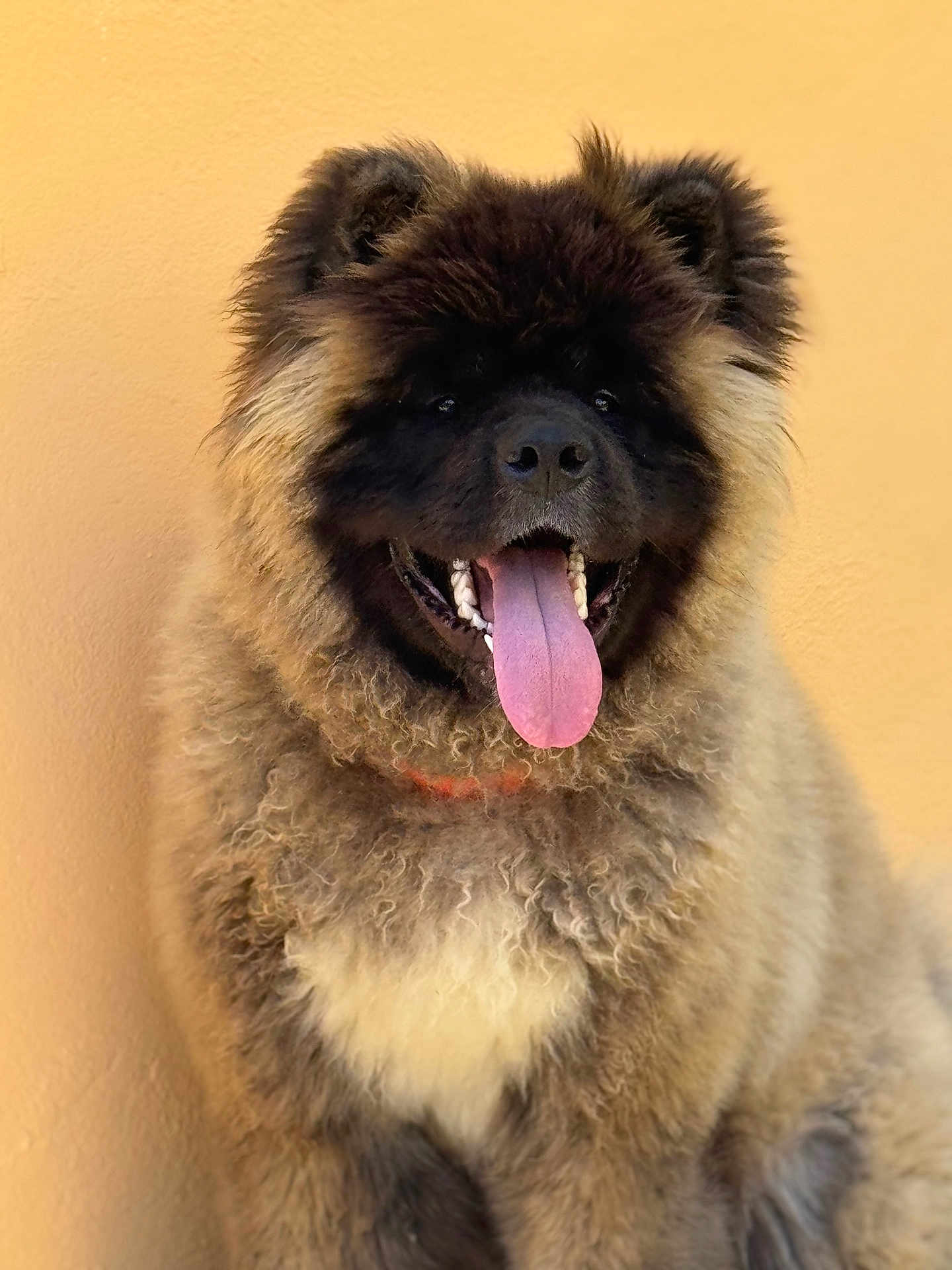 Doc a rejoint le concours — aidez-le/la à gagner de superbes lots ! dog, fluffy, curly_fur, panting, tongue_out, happy, pet, animal, canine, sitting, close_up, brown_fur, black_face, ears, cute, domestic_animal, portrait, fur_texture, outdoor, wall_background