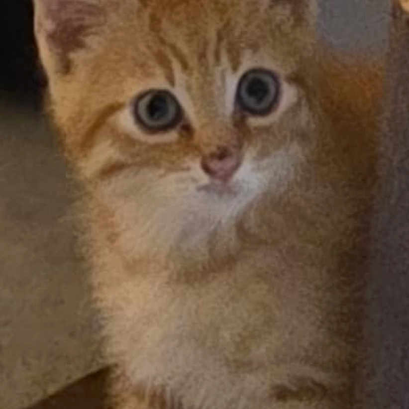 Biscuit