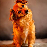 Nocciolina participe au concours pour gagner de l'argent avec cette photo : animal, close_up, companion, curious, cute, dog, domestic_animal, expression, eyes, fluffy, furry, head_tilt, indoor, mammal, orange_fur, pet, portrait, sitting, soft_background, warm_colors