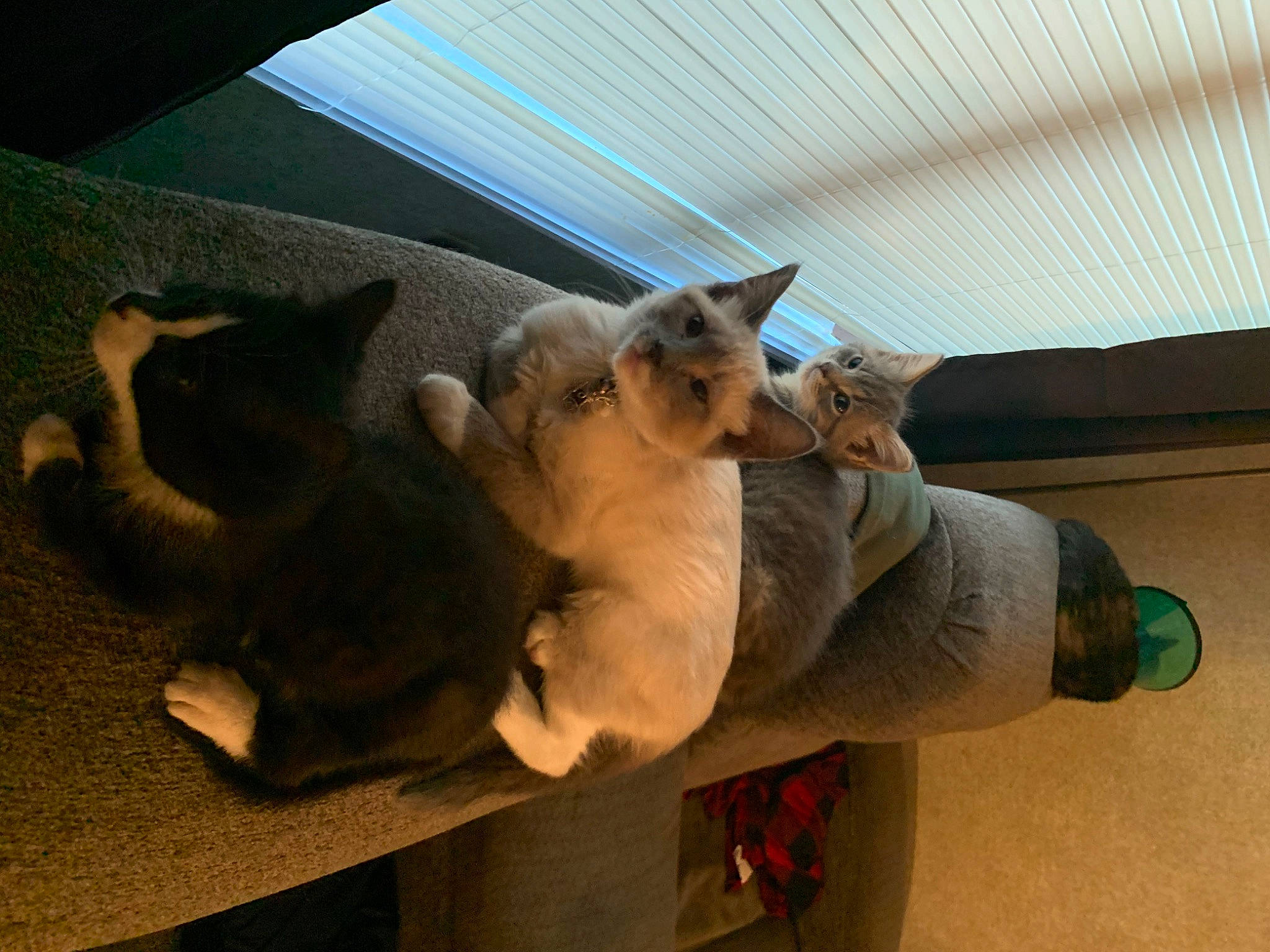 Maryjane is registered to the contest to win money with this photo: abyssinian, asian, burmese, canidae, carnivore, cat, domestic_short_haired_cat, fawn, felidae, kitten, mammal, paw, russian_blue, small_to_medium_sized_cats, somali, tonkinese, whiskers