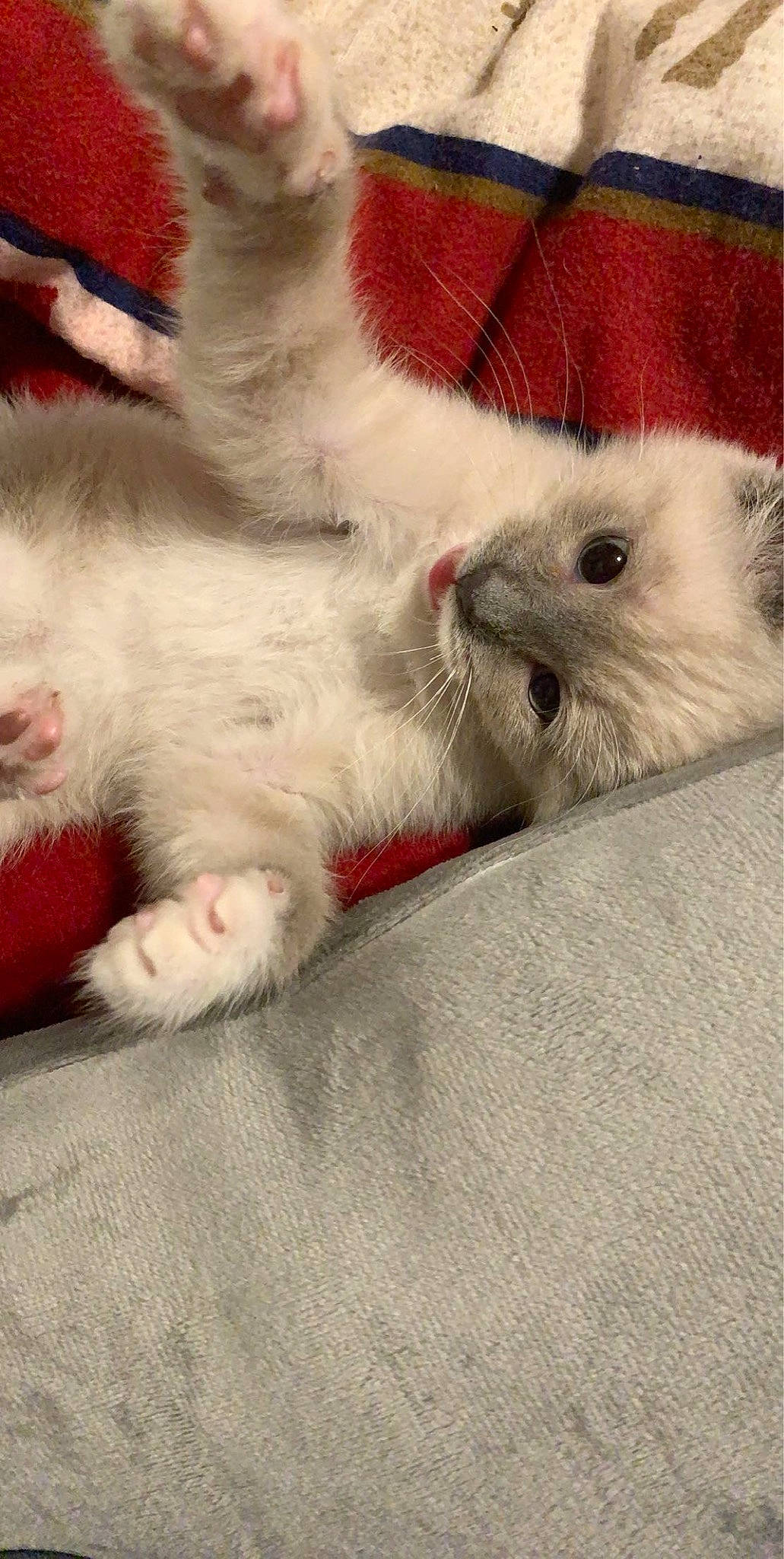 Maryjane joined the competition — help win amazing prizes! american_curl, carnivore, cat, claw, colorpoint_shorthair, felidae, fur, khao_manee, kitten, mammal, ojos_azules, paw, persian, polydactyl_cat, ragdoll, scottish_fold, small_to_medium_sized_cats, tail, turkish_angora, whiskers