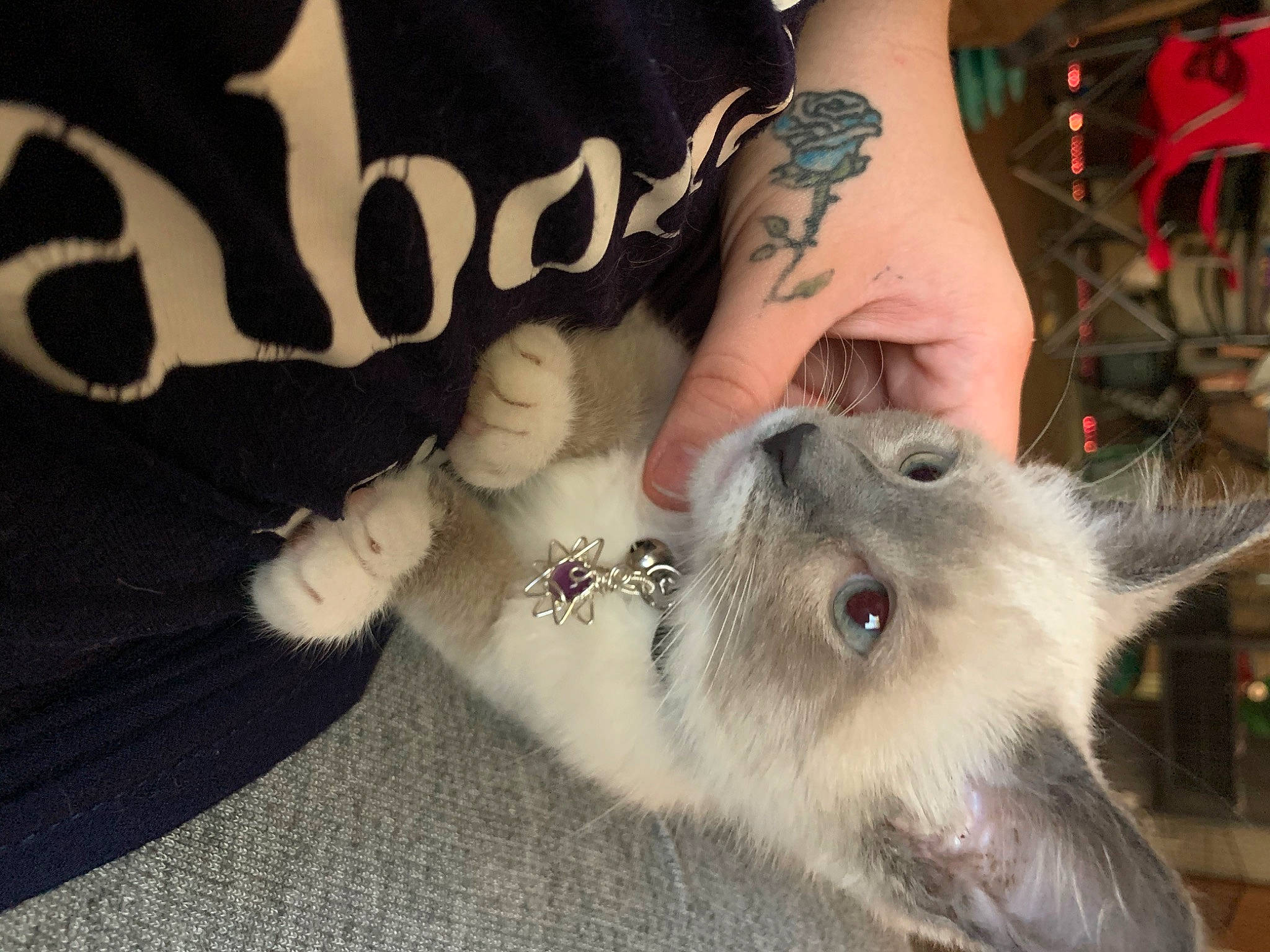 Maryjane is registered to the contest to win money with this photo: canidae, carnivore, cat, claw, ear, felidae, fur, kitten, paw, photo_caption, ragdoll, small_to_medium_sized_cats, whiskers