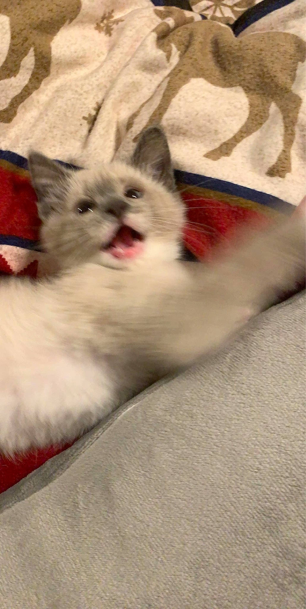 Maryjane is registered to the contest to win money with this photo: asian, british_longhair, british_semi_longhair, carnivore, cat, domestic_long_haired_cat, fawn, felidae, himalayan, kitten, mammal, napoleon_cat, norwegian_forest_cat, ojos_azules, persian, ragamuffin, ragdoll, small_to_medium_sized_cats, vertebrate, whiskers