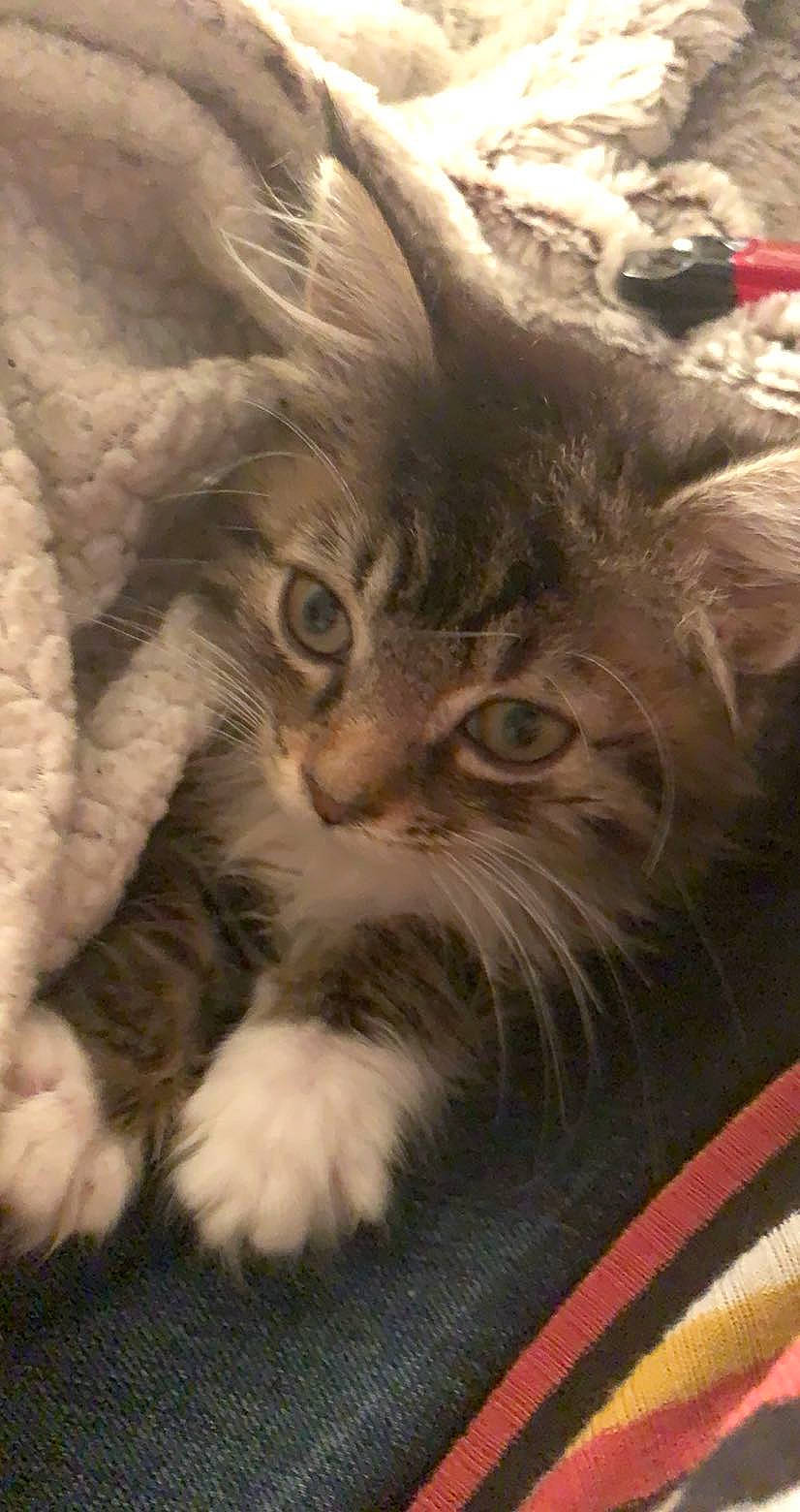 Winona is registered to the contest to win money with this photo: american_curl, asian, asian_semi_longhair, british_semi_longhair, carnivore, cat, domestic_long_haired_cat, domestic_short_haired_cat, felidae, kitten, maine_coon, mammal, norwegian_forest_cat, polydactyl_cat, ragamuffin, siberian, small_to_medium_sized_cats, vertebrate, whiskers