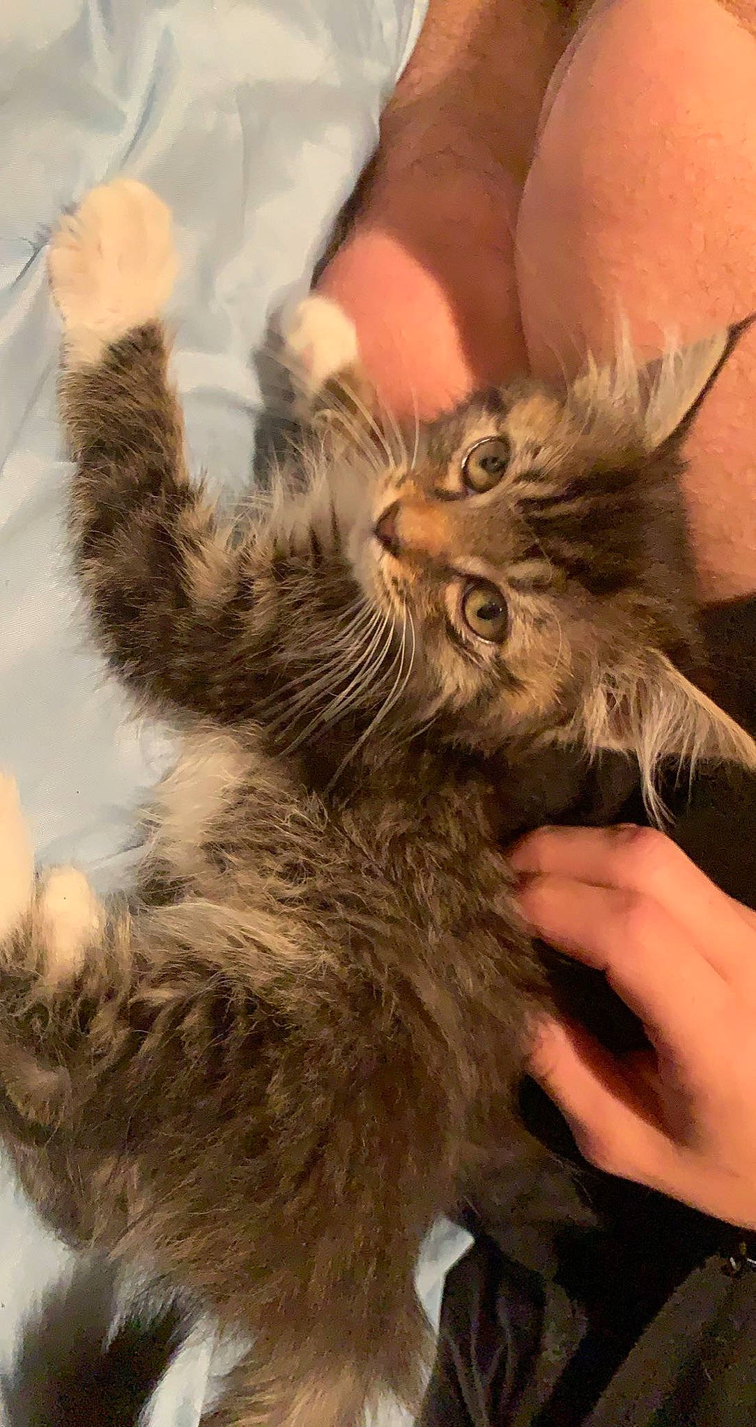 Winona joined the competition — help win amazing prizes! american_curl, asian, carnivore, cat, claw, domestic_long_haired_cat, dragon_li, european_shorthair, felidae, fur, gesture, kitten, maine_coon, mammal, organism, pixie_bob, small_to_medium_sized_cats, snout, tabby_cat, whiskers