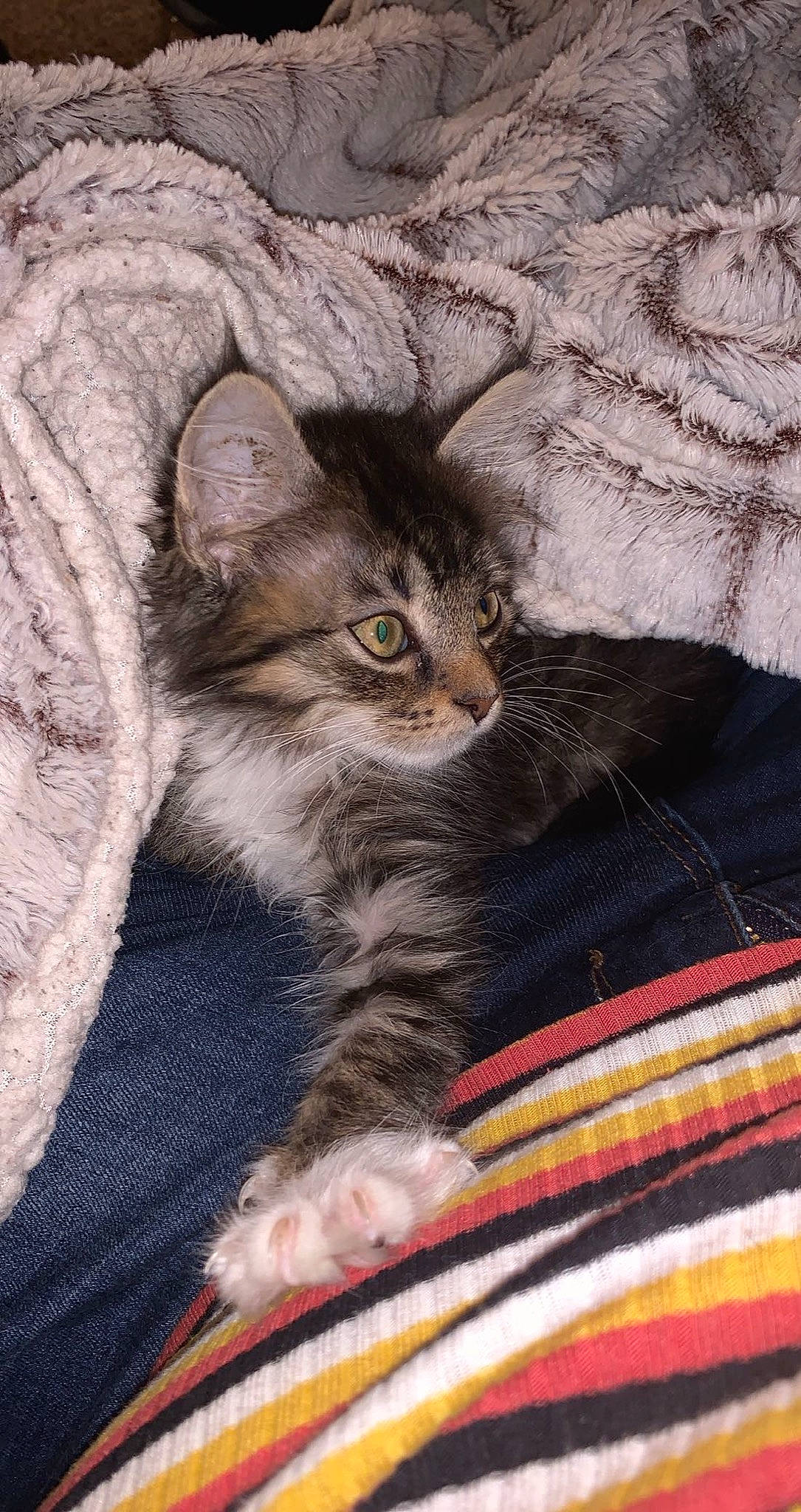 Winona joined the competition — help win amazing prizes! american_curl, asian, carnivore, cat, domestic_short_haired_cat, dragon_li, european_shorthair, eye, felidae, fur, kitten, maine_coon, mammal, norwegian_forest_cat, pixie_bob, small_to_medium_sized_cats, snout, tabby_cat, whiskers