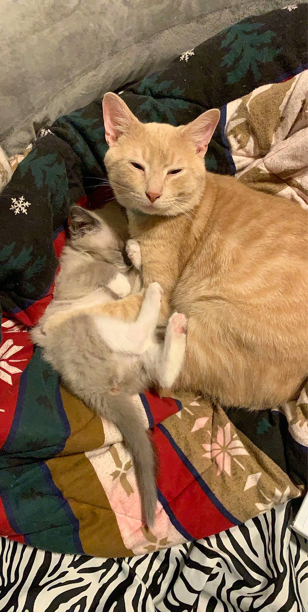 Sterling joined the competition — help win amazing prizes! arabian_mau, asian, burmilla, carnivore, cat, domestic_short_haired_cat, european_shorthair, fawn, felidae, german_rex, kitten, mammal, oriental_longhair, small_to_medium_sized_cats, vertebrate, whiskers