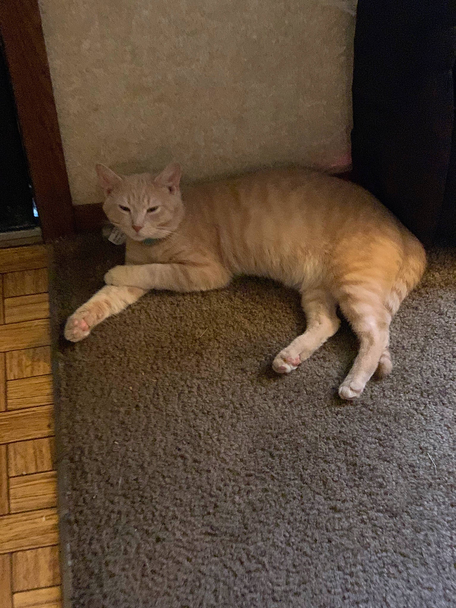 Sterling joined the competition — help win amazing prizes! asian, carnivore, cat, domestic_short_haired_cat, european_shorthair, fawn, felidae, mammal, small_to_medium_sized_cats, tail, vertebrate, whiskers