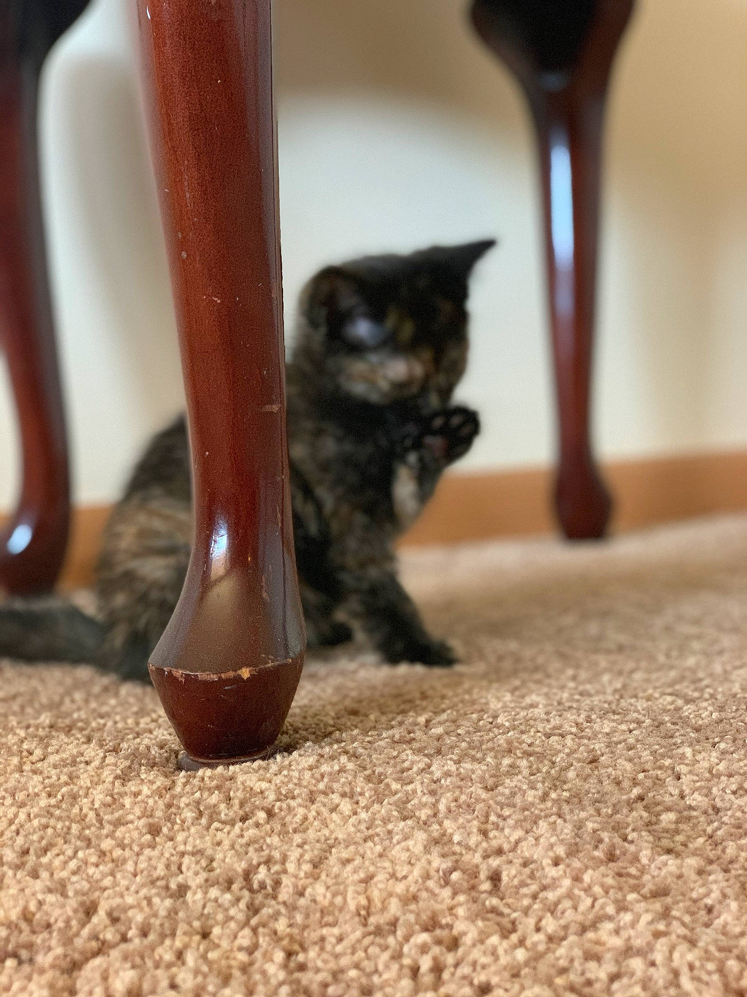 Minerva is registered to the contest to win money with this photo: american_shorthair, asian, black_cat, carnivore, cat, claw, domestic_short_haired_cat, felidae, floor, flooring, footwear, hardwood, kitten, leg, paw, polydactyl_cat, sand, small_to_medium_sized_cats, tail, whiskers