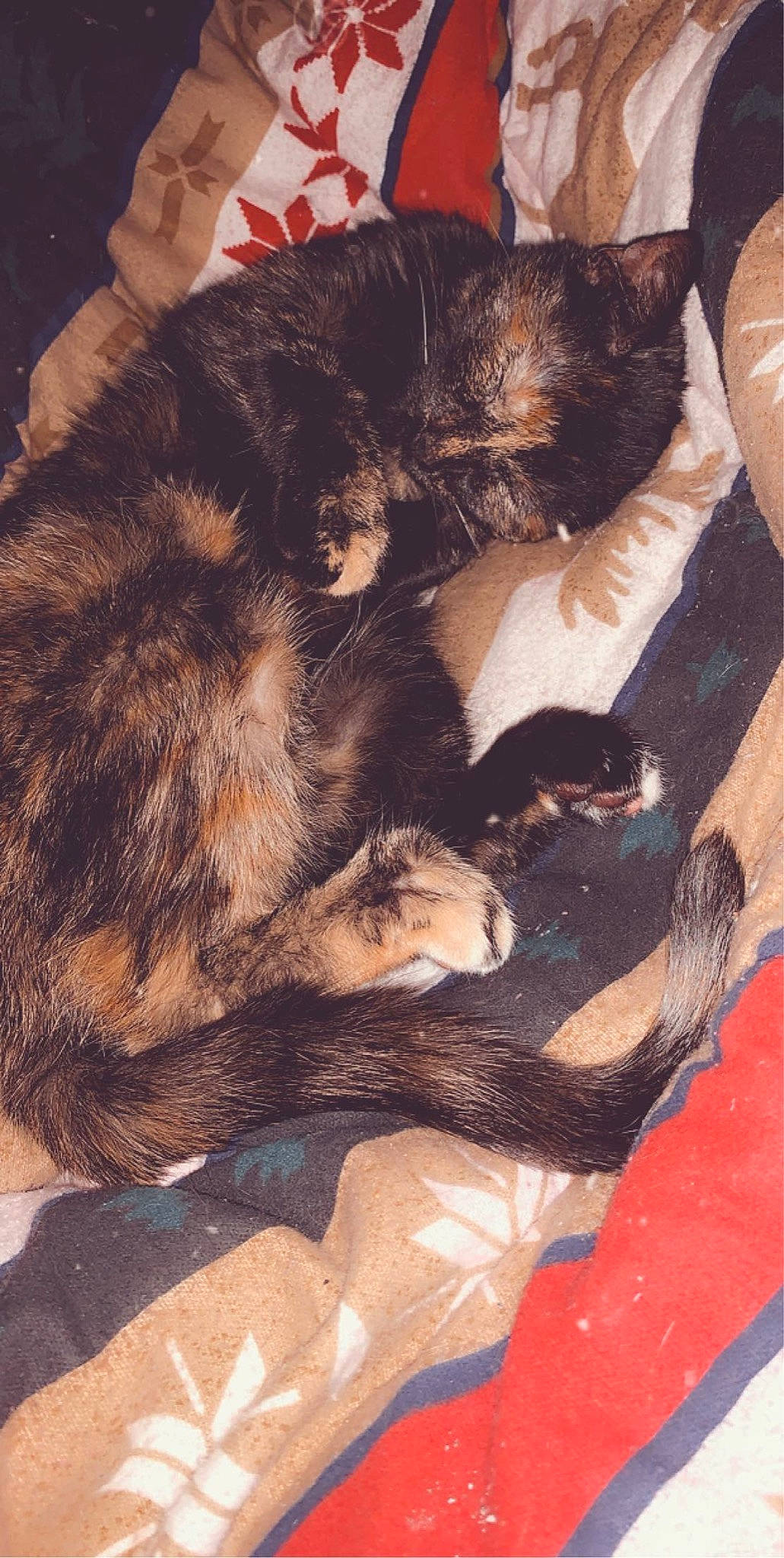 Minerva is registered to the contest to win money with this photo: canidae, carnivore, dog_breed